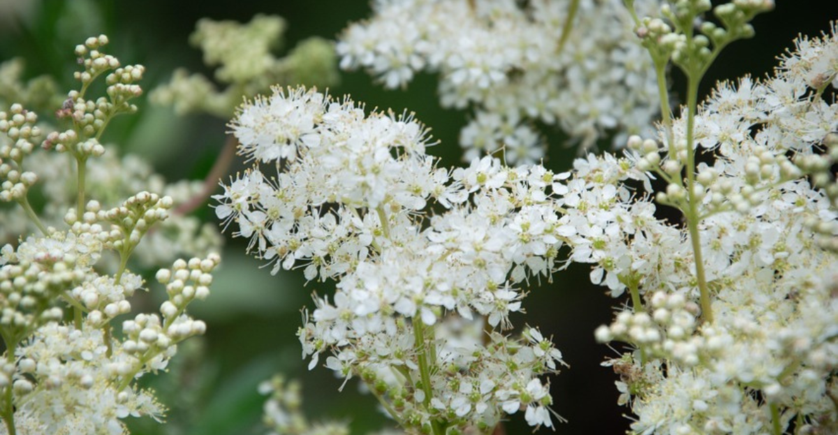 Meadowsweet